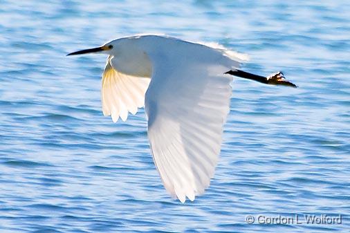 Snowy Egret In Flight_25676.jpg - Snowy Egret (Egretta thula)Photographed near Breaux Bridge, Louisiana, USA.